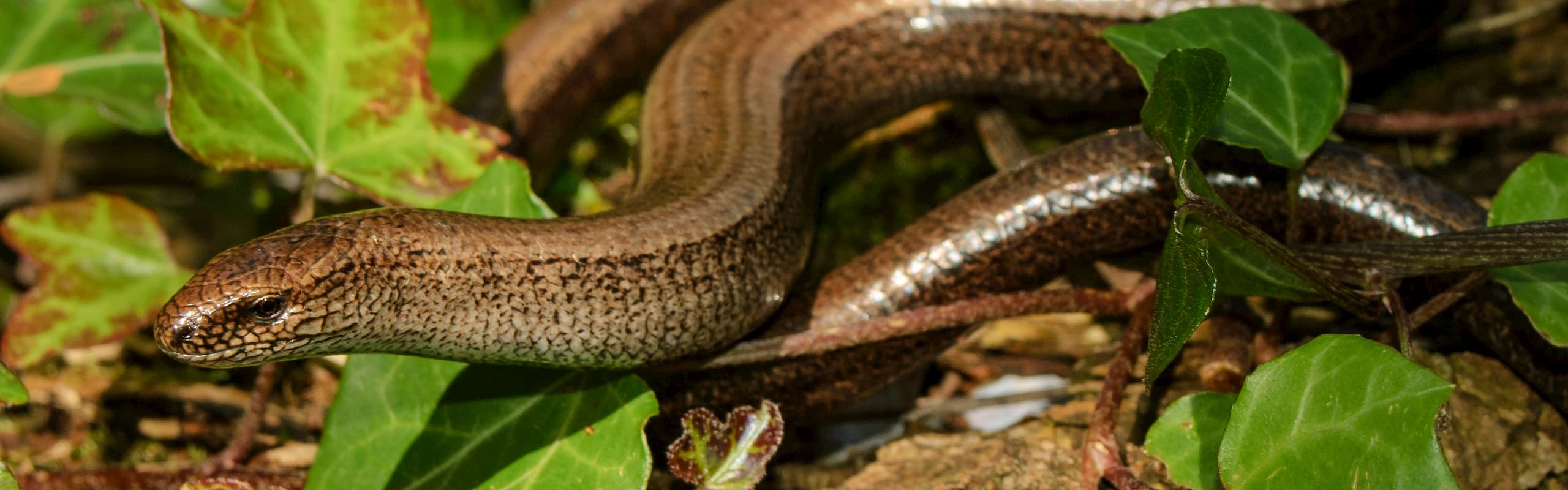 Reptile Survey in Norfolk